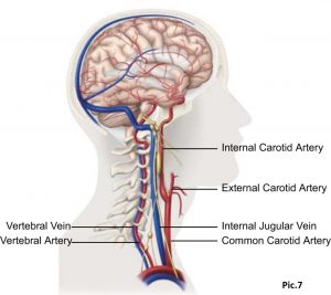 Артерії та вени шиї